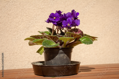 African violet in a pot, macro image
