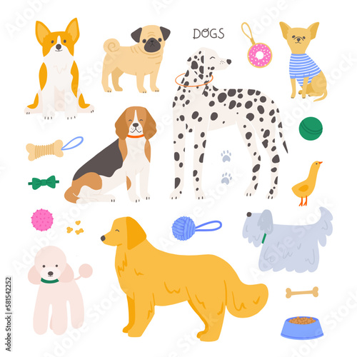 Collection of various breeds of dogs and dog accessories. Hand drawn cartoon flat animals vector illustration.
