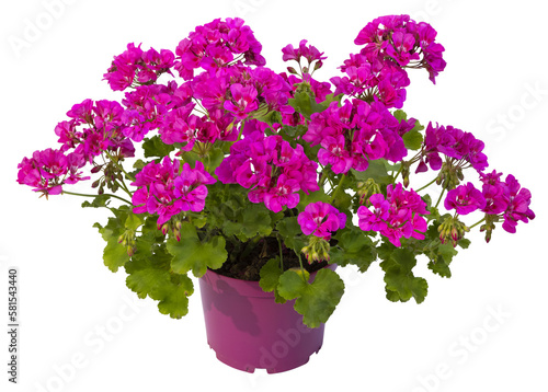 Géranium zonale rose	en pot