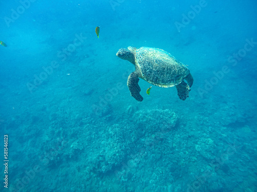 Beautiful shot of a sea turtle swimming in the ocean in Maui, Hawaii © Frank
