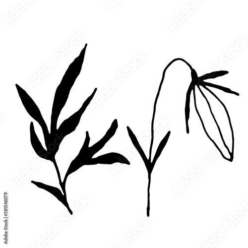 Simple bellflower vector botanical drawing. Isolated flower and leaves. Monochrome bluebell design element. Black wildflower on white background.