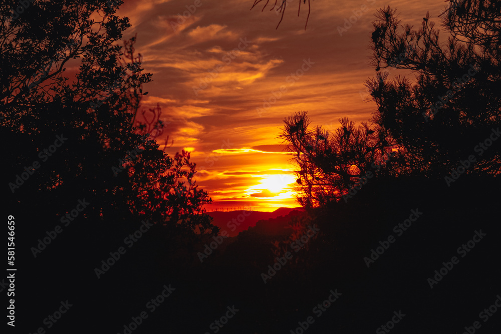 sunset in the forest sunset in the forest
