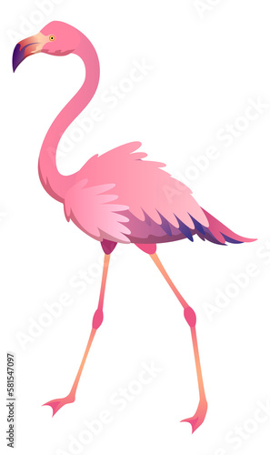 Walking flamingo. Beautiful pink bird. Tropical animal