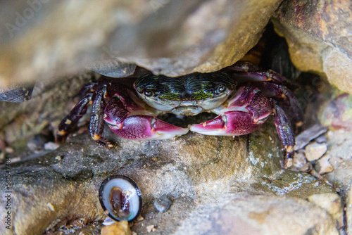 A crab eating a clam or barnacle  some shelled thing  in the crevice of a rock. Picture was taken in Palos Verdes in Los Angeles.