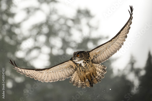 Flying Golden Eagle, Aquila chrysaetos in winter.