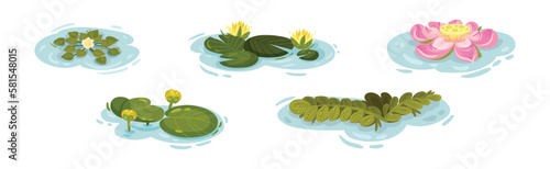 Water and Swamp Plants with Pink Waterlily Flower Vector Set