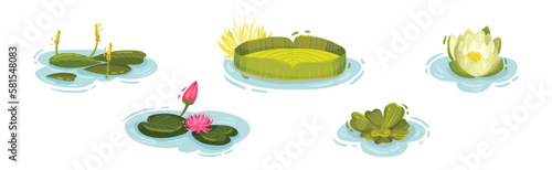 Water and Swamp Plants with Pink Waterlily Flower Vector Set