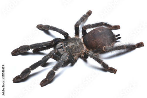 Closeup of a female of the Ghost tree spider Amazonius (Pseudoclamoris or Tapinauchenius) burgessi, a common pet tarantula originating from Colombia photographed on white background.