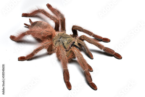 Closeup of a female of the orange tree spider Amazonius germani, previously known as Pseudoclamoris or Tapinauchenius gigas, a common pet tarantula originating from French Guiana (on white background)