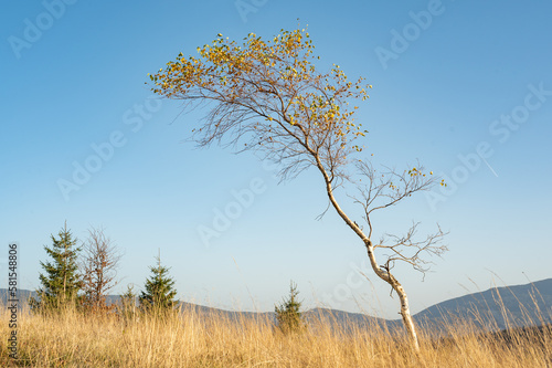 Fototapeta Naklejka Na Ścianę i Meble -  Brzoza na tle nieba