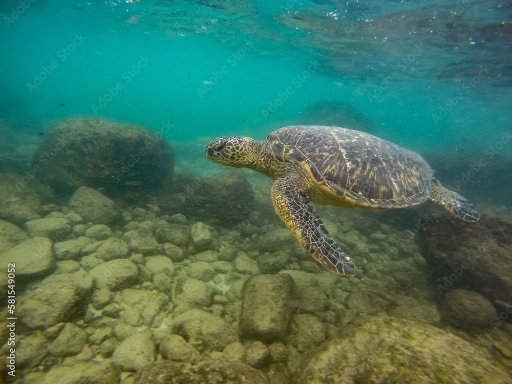 Beautiful sea turtle sighted while snorkeling in Maui, Hawaii