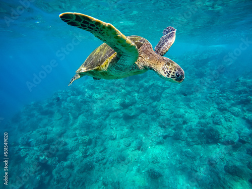 Beautiful shot of a sea turtle while snorkeling in Maui, Hawaii © Frank