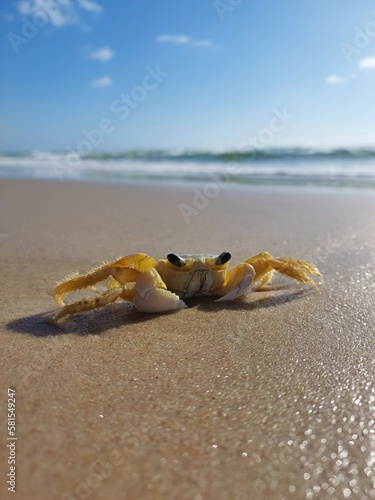 crab on the beach