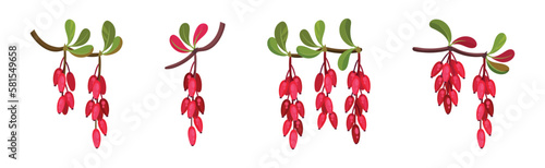 Red Barberry Cluster Hanging on Leafy Twig Vector Set