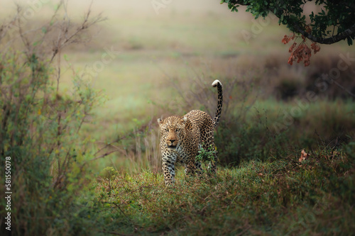 male leopard portrait