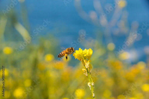 Photography Bee on a yellow flower covering itself with pollen with the ocean view behind it at big sur, on the california coast