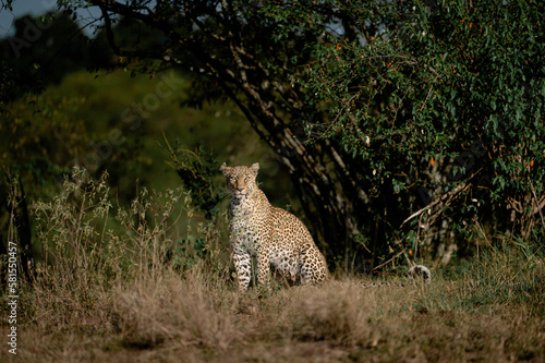 leopard in the wild