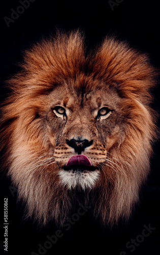 Portrait of Male Lion With A Black Background  Piercing Eyes  Big Mane  Tongue Sticking Out