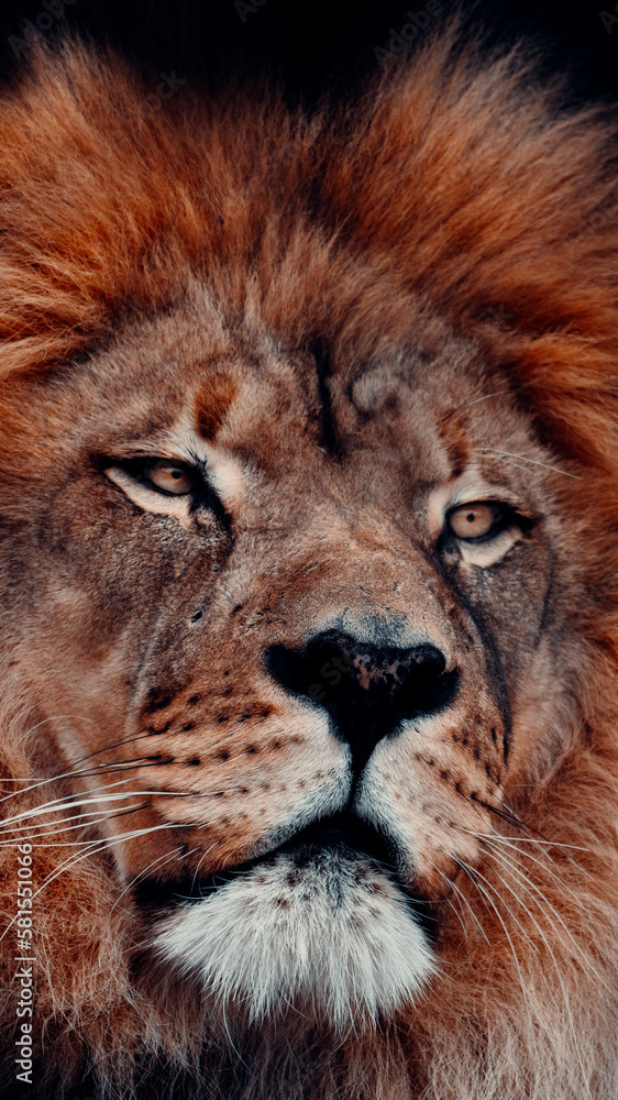 Fototapeta premium Portrait of Male Lion With A Black Background, Powerful Image Symbolizing Strength And Courage, Close-Up