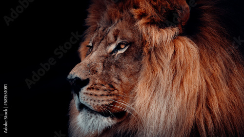 Fototapeta Naklejka Na Ścianę i Meble -  Profile Portrait of Male Lion With A Black Background, Piercing Eyes, Big Mane, Powerful Image Symbolizing Strength And Courage