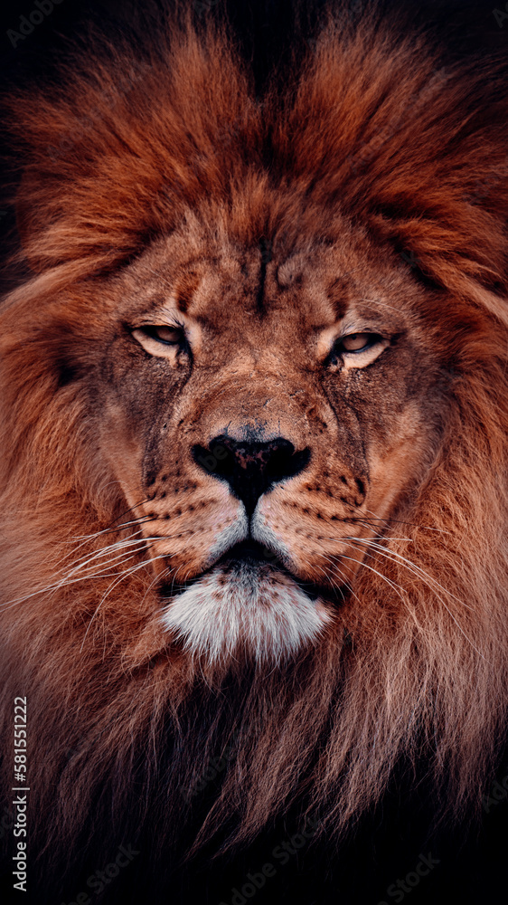 Portrait of Male Lion's Face, With A Black Background, Powerful Image Symbolizing Strength And Courage