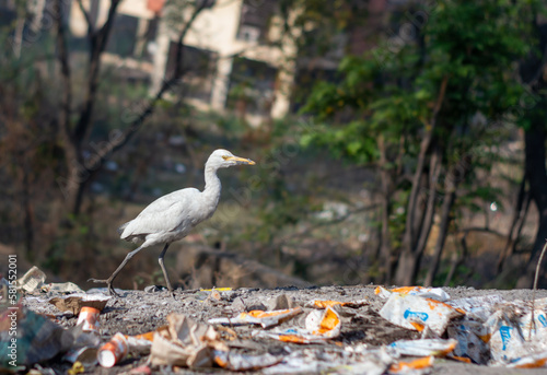 The great white egret (Ardea alba) or common heron bird spotted in a garbage dump.