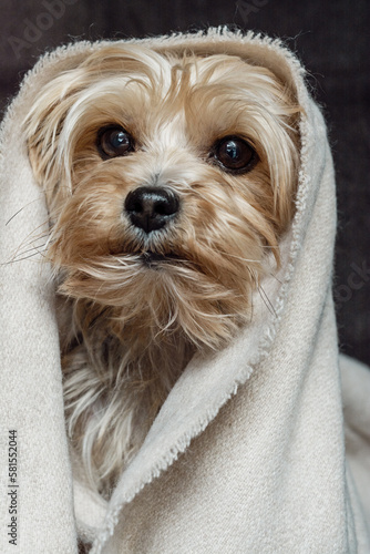 Kleiner Hund in Decke eingewickelt