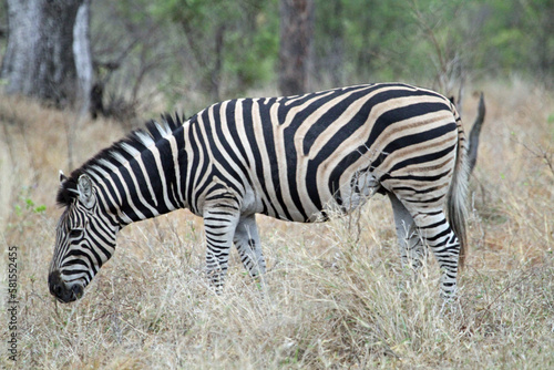 zebra in the wild