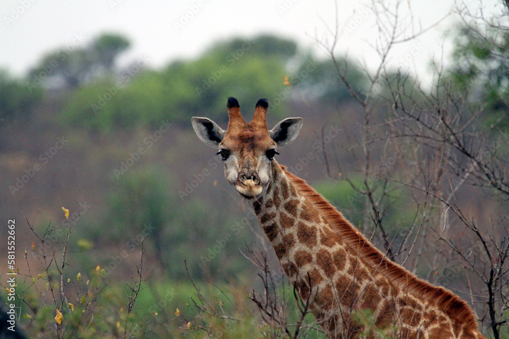 Obraz premium giraffe in the savannah