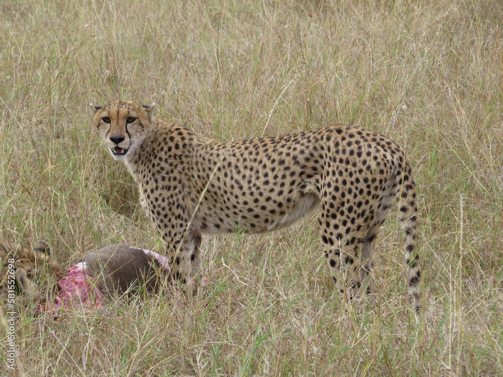 Cheetah (Acinonyx jubatus)