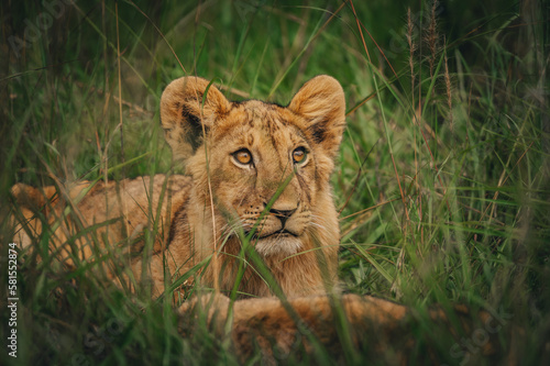 lion cub in the grass © dhruv