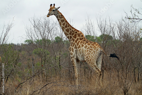 giraffe in the savannah