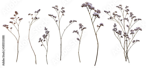 Obraz na plátne Set with wild dried meadow flowers on a transparent background.