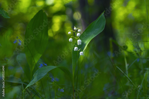 Blooming lily of the valley in the spring forest close-up