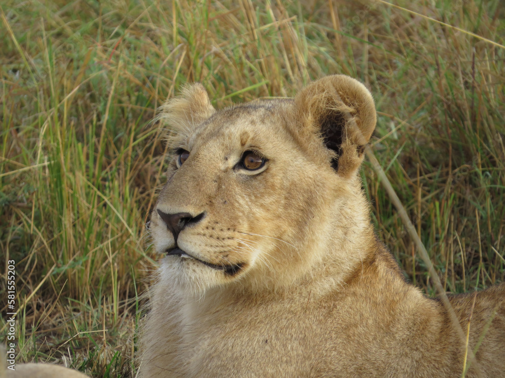 African lion (Panthera leo)