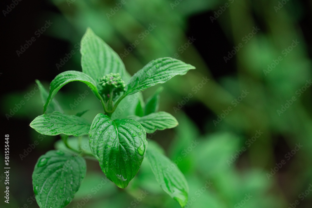 green branch leaves in spring, mint green branch leaves in spring, mint