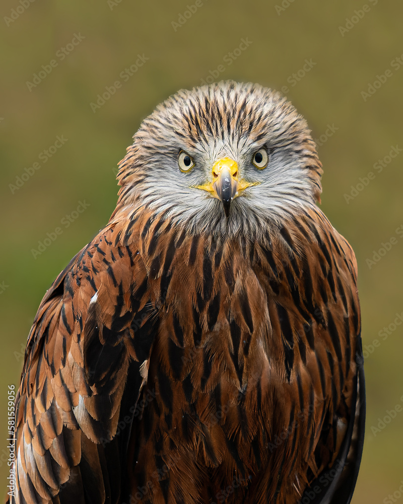 Obraz premium Red Kite portrait