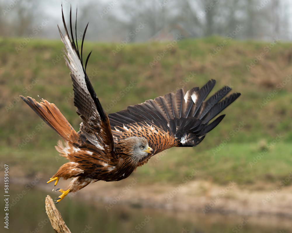 Obraz premium Red Kite taking off