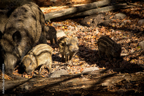 baby wild boar in the woods