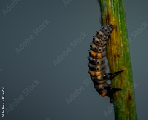 Larva of lady beetle © riyas