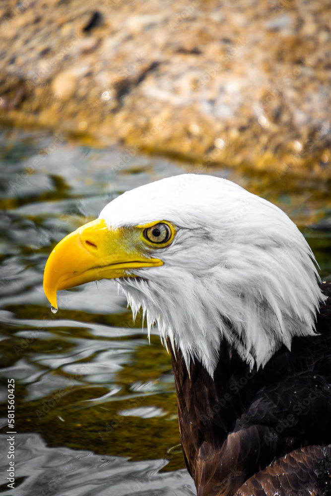 Obraz premium A bald eagle with the american flag 