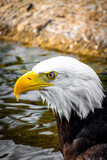A bald eagle with the american flag 