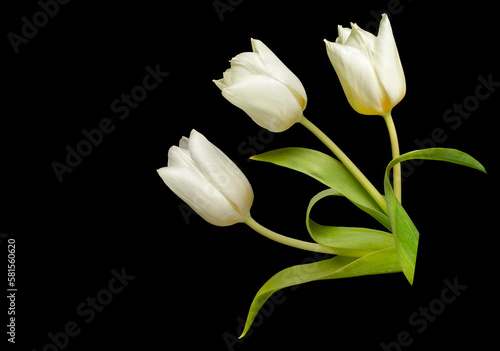 one white tulip on a black background © okskaz