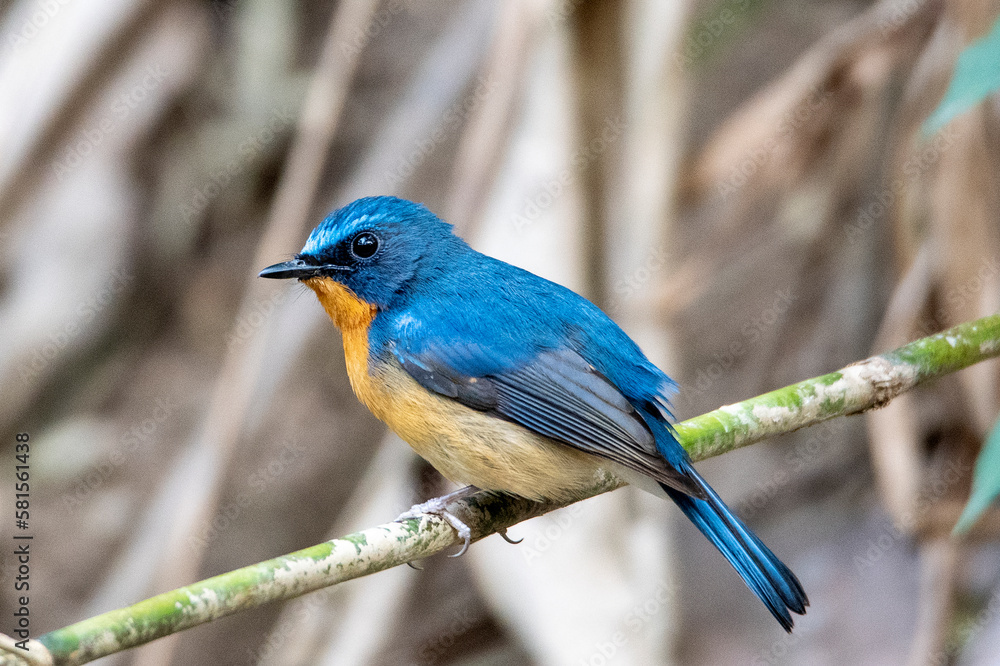 Naklejka premium Hill blue flycatcher