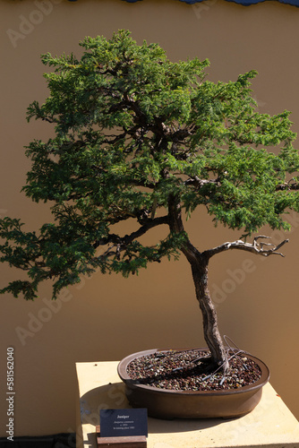 Juniper bonsai tree at the Morikami Museum and Japanese Garden