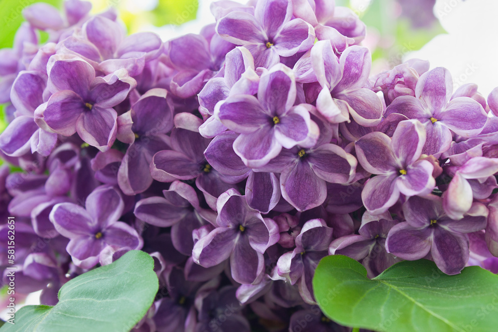 Spring bush of blooming purple lilacs close-up Spring bush of blooming purple lilacs close-up