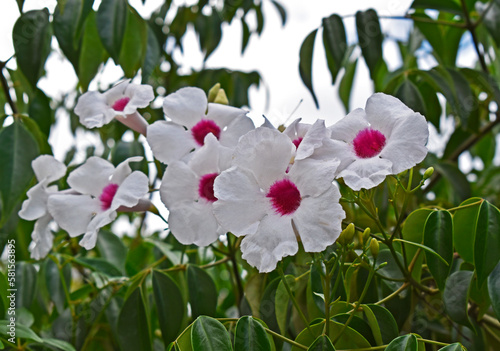 Bower of beauty or bower vine flowers (Pandorea jasminoides) on garden photo