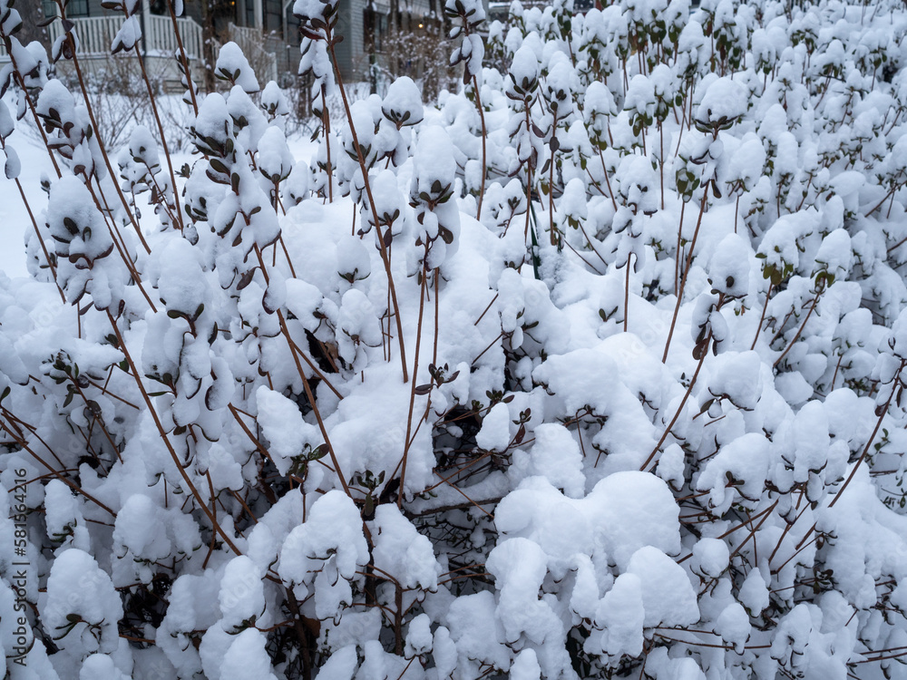 shrubs in the garden covered with snow in winter shrubs in the garden covered with snow in winter