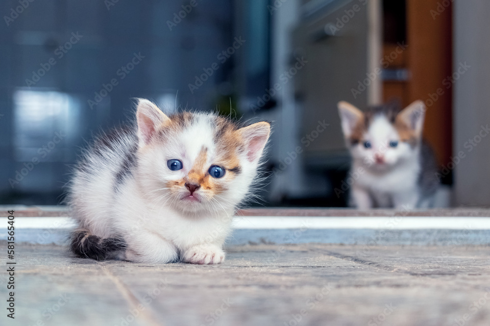 Two funny cute cats are sitting in the room on the floor