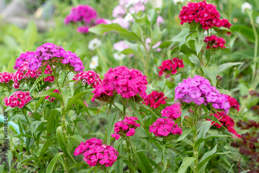 Multicolored Turkish carnations bloom beautifully in the garden in summer.Dianthus barbatus,Sweet William. Caryophyllaceae Family.Selective focus Multicolored Turkish carnations bloom beautifully in the garden in summer.Dianthus barbatus,Sweet William. Caryophyllaceae Family.Selective focus